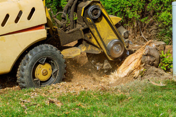 Best Lawn Disease Treatment  in Lake Wazeecha, WI