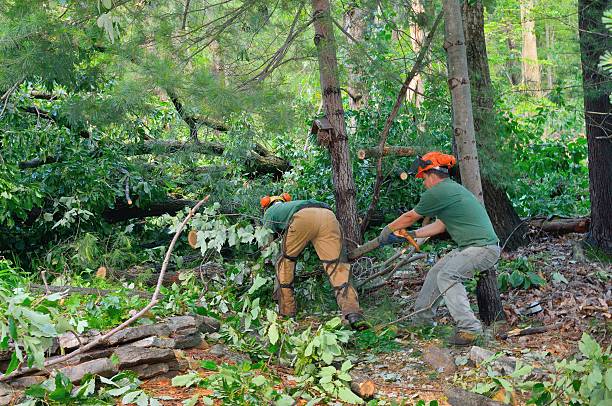 Best Tree Trimming and Pruning  in Lake Wazeecha, WI